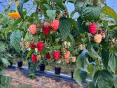 即勤務可能なファームジョブ｜未経験可｜2nd・3rdビザ対象