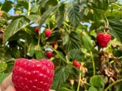 【求人】ラズベリー 2026