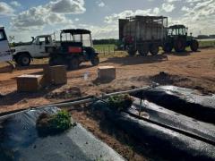 クイーンズランド州バンダバーグのストロベリーファームでスタッ