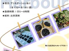 ベリーピッカー募集中です！