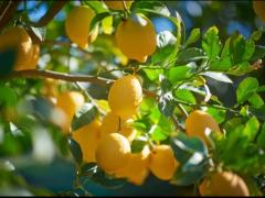 レモンピッカー募集🍋