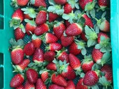 🍓仕事が途切れない大型イチゴ農場！スタッフ大募集！！🍓