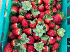 🍓仕事が途切れない大型イチゴ農場！スタッフ大募集！！🍓