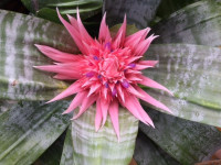 Aechmea