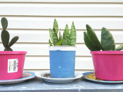 植物販売     $5