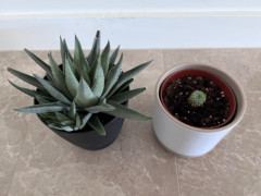 観葉植物　２つセット