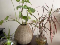 水栽培の観葉植物