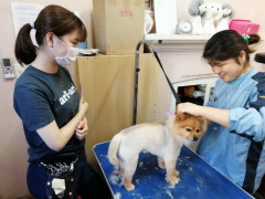ドッググルーマー　養成コース(セミプライベート)