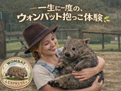 心に残る、ウォンバットとのふれあい体験