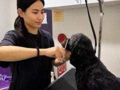 犬のグルーマー/トリマーになりませんか？