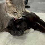 Mocha-maomao