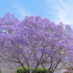 Jacaranda in Blue Part2