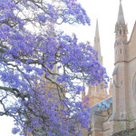 Jacaranda with Cathedral