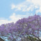 Jacaranda in Blue