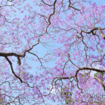 Jacaranda in Blue Part3