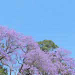 Jacaranda in Blue Part4