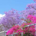 Jacaranda in Blue Part5 ジャカランダのある風景