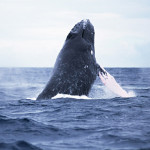 クジラを食って、何が悪い！