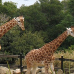 タロンガ動物園（きょうの一枚・シドニー）