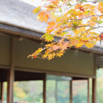 秋色・イロイロ　（2）