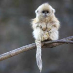 野生動物の神秘的な世界（12月10日～2012年3月18日）