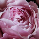 4月30日まで限定!!　レッスン割引サービス♪　 ✿お花のコンシェルジュ atelier blanc✿