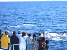 $オーストラリア在住ウェディングプランナー・マミィの奮闘記-whale1