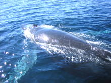 $オーストラリア在住ウェディングプランナー・マミィの奮闘記-whale3