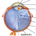 「老眼」についてもっと知ろう！