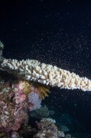 今年もグレートバリアリーフの珊瑚の産卵、大成功でした！