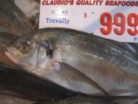 オーストラリアで獲れるお魚　シマアジ編