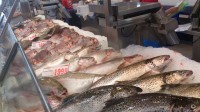 Sydney Fish market のご紹介！！！