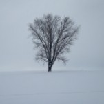 北海道の　雪景色