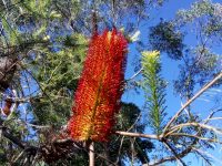 Royal Botanic Gardenのフリーガイドツアーに参加しました！【休日のお出かけスポット】