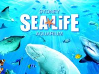 水族館から環境問題を考える in SEA LIFE Sydney Aquarium