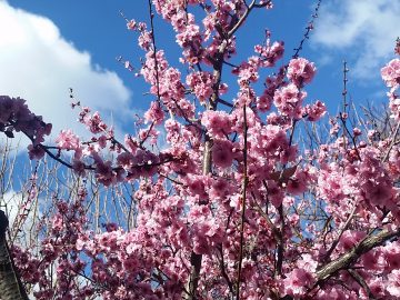 シドニーの桜