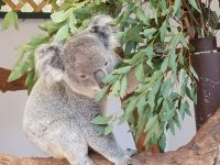 タロンガだけじゃない！コアラと触れ合える動物園☆