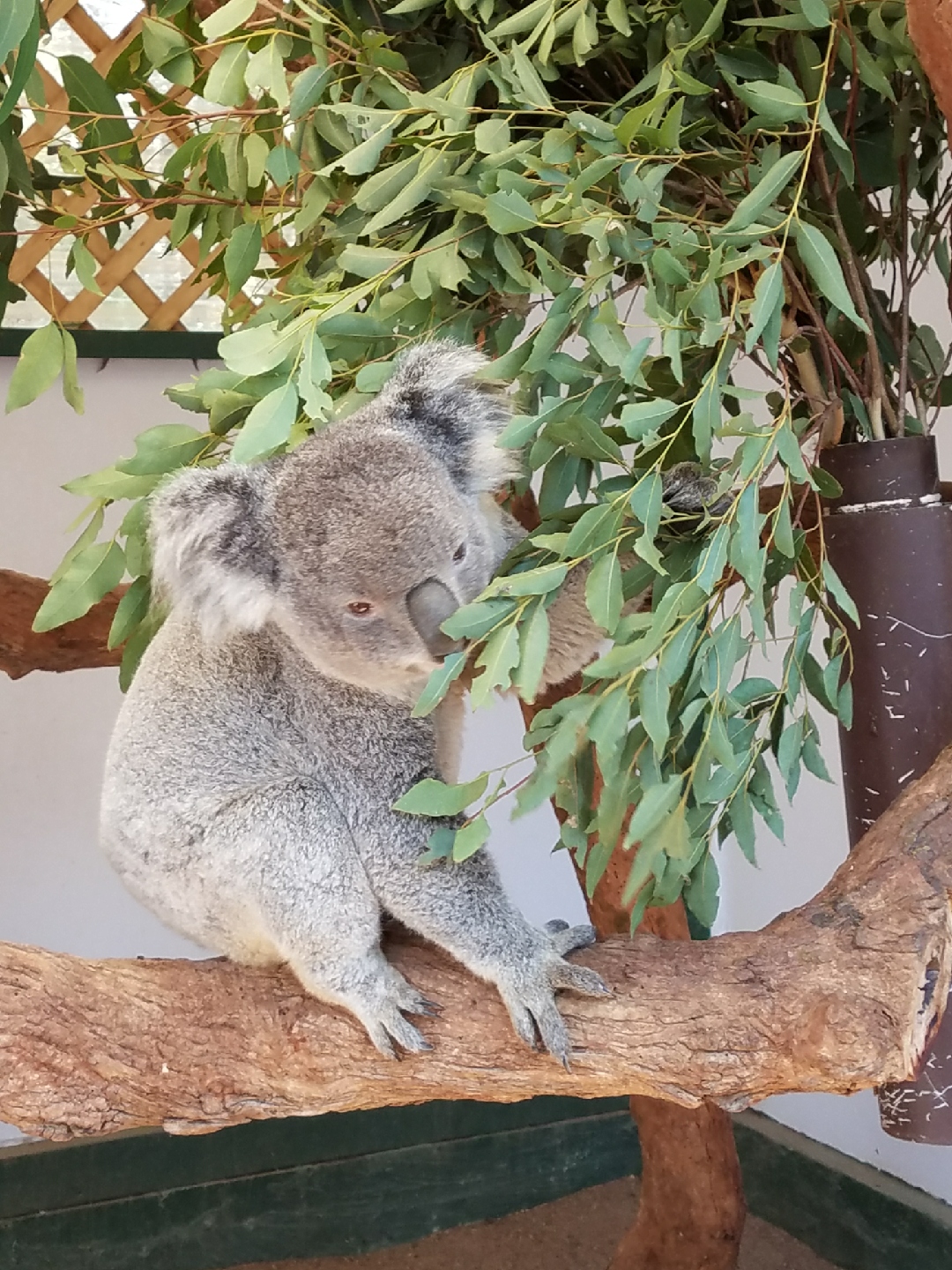 タロンガだけじゃない！コアラと触れ合える動物園☆ | JAMS.TV
