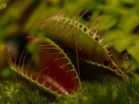 Carnivorous plantsってなんだ？