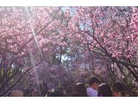 シドニーに春到来！　花の祭典「桜祭り」開催