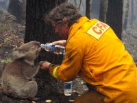 【寄付して節税】史上最悪の山火事に私たちにできることは何か