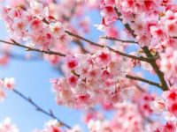 もうすぐ春。オーストラリアでも桜は見れる？