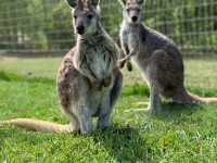 QLD州語学学校、英語勉強の期間で動物園入場券などの特典！