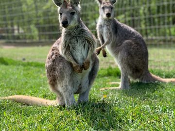 QLD州語学学校、英語勉強の期間で動物園入場券などの特典！