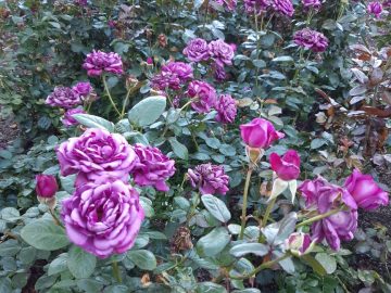 シドニー　ボタニカルガーデンを楽しむ♪