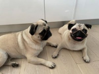 犬好きさん集まれ♫お疲れのあなたに癒しを・・・