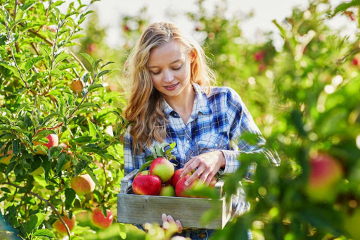 女の子　リンゴ摘み　自然