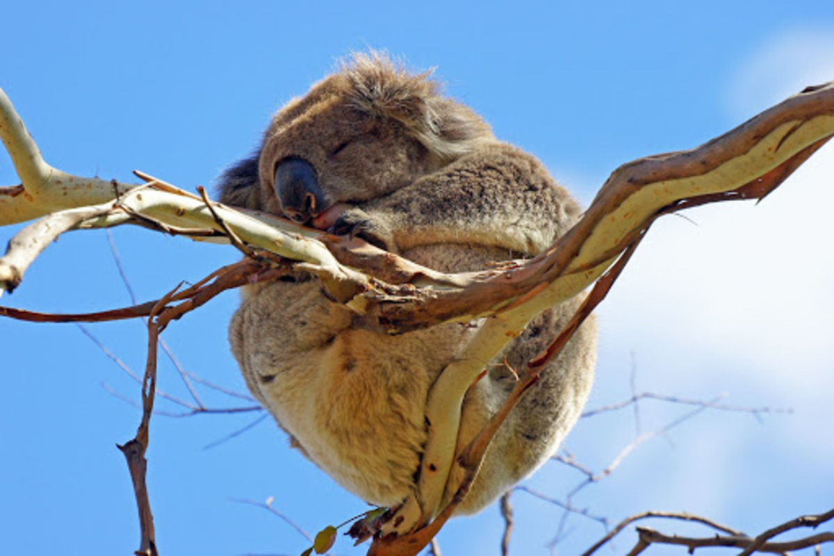 コアラ　木の上　寝る