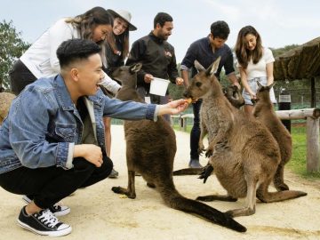 5月末まで！シドニー動物園チケット30％引き！