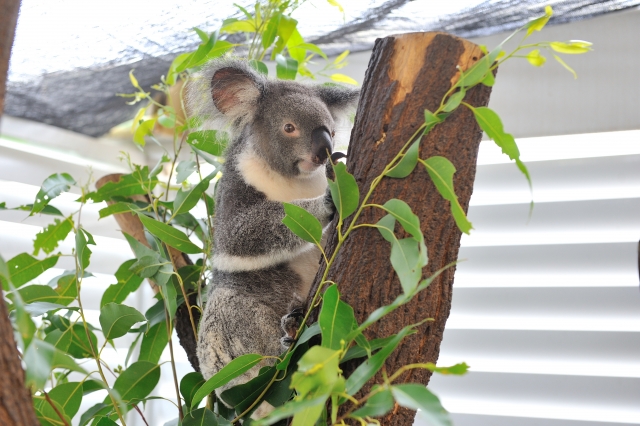 Koala Australia